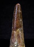 21633 - Great Collection of 15 Spinosaurus Dinosaur Teeth Cretaceous KemKem Beds