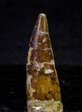 21633 - Great Collection of 15 Spinosaurus Dinosaur Teeth Cretaceous KemKem Beds