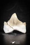 88695 - Super Rare Pathologically Deformed 1.00 Inch Otodus obliquus Shark Tooth