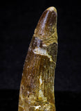 21633 - Great Collection of 15 Spinosaurus Dinosaur Teeth Cretaceous KemKem Beds