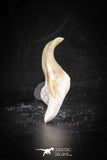 88696 - Super Rare Pathologically Deformed 1.26 Inch Otodus obliquus Shark Tooth