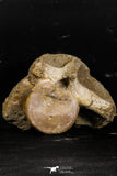 05211 - Top Huge 8.86 Inch Elasmosaurus (Zarafasaura oceanis) Vertebra Bone
