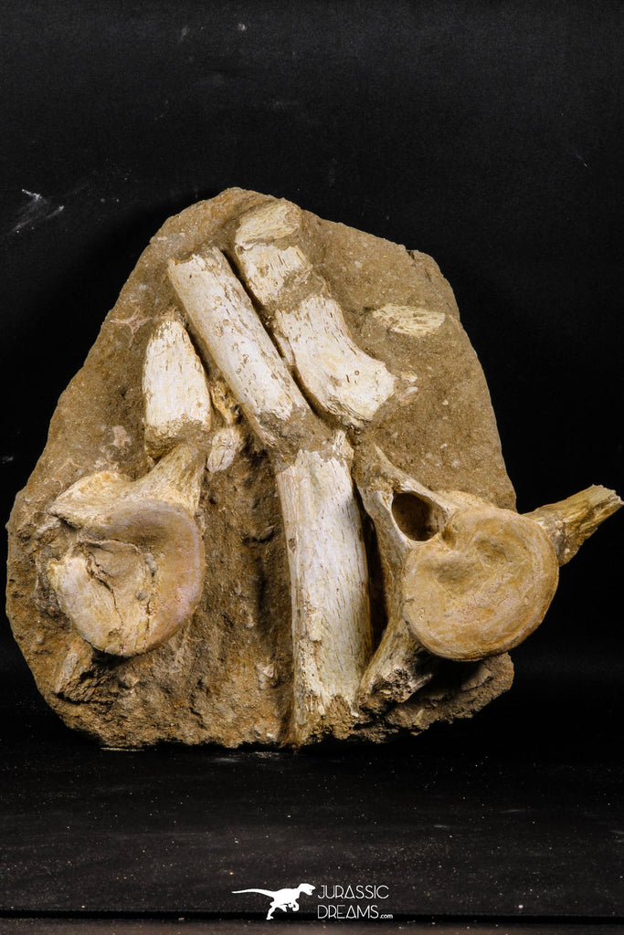 05212 - Great Association 2 Elasmosaurus (Zarafasaura oceanis) Vertebrae Bones