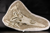 07030 - Museum Grade 16.89 Inch Complete Mosasaur Skull Late Late Cretaceous