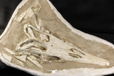 07030 - Museum Grade 16.89 Inch Complete Mosasaur Skull Late Late Cretaceous