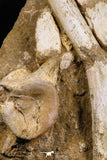 05212 - Great Association 2 Elasmosaurus (Zarafasaura oceanis) Vertebrae Bones