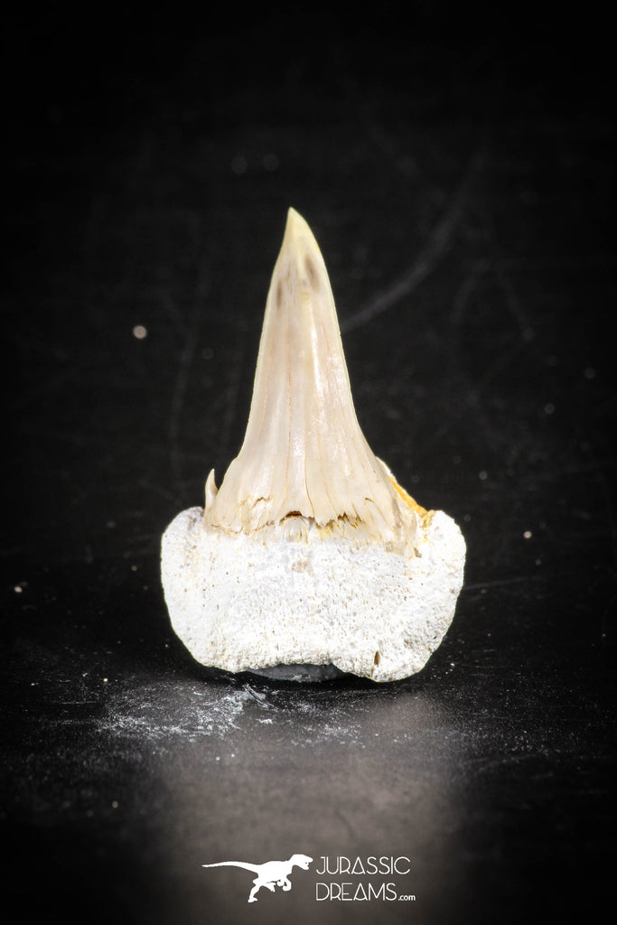 88699 - Super Rare Pathologically Deformed 1.14 Inch Otodus obliquus Shark Tooth