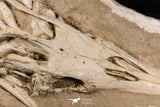 07030 - Museum Grade 16.89 Inch Complete Mosasaur Skull Late Late Cretaceous