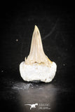 88699 - Super Rare Pathologically Deformed 1.14 Inch Otodus obliquus Shark Tooth