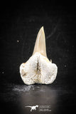 88699 - Super Rare Pathologically Deformed 1.14 Inch Otodus obliquus Shark Tooth