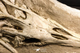 07030 - Museum Grade 16.89 Inch Complete Mosasaur Skull Late Late Cretaceous