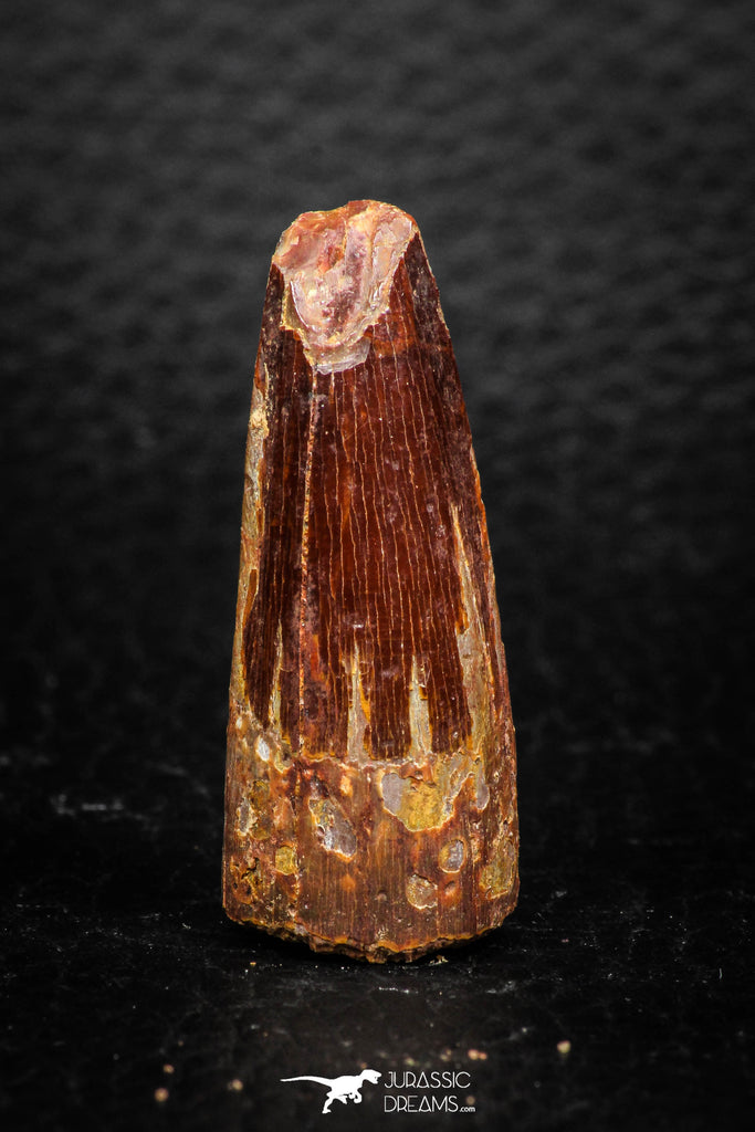 08159 - Nice 1.34 Inch Spinosaurus Dinosaur Tooth Cretaceous KemKem Beds