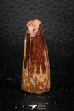 08159 - Nice 1.34 Inch Spinosaurus Dinosaur Tooth Cretaceous KemKem Beds