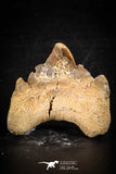 88702 - Super Rare Pathologically Deformed 1.50 Inch Otodus obliquus Shark Tooth