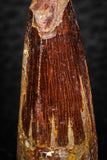 08159 - Nice 1.34 Inch Spinosaurus Dinosaur Tooth Cretaceous KemKem Beds