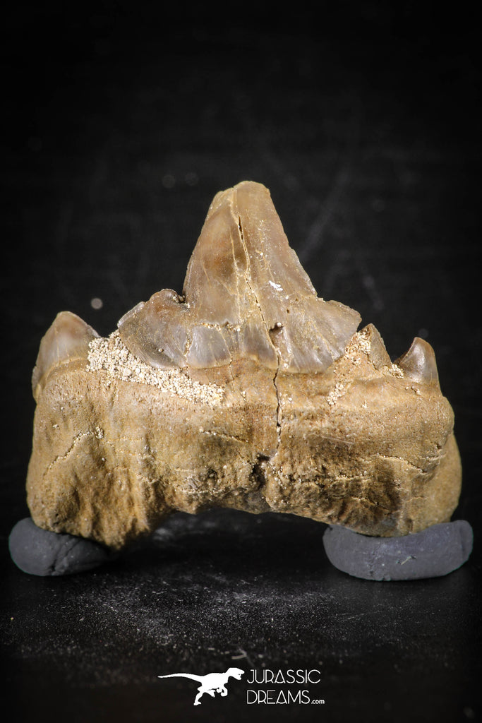 88702 - Super Rare Pathologically Deformed 1.50 Inch Otodus obliquus Shark Tooth