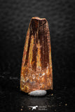 08159 - Nice 1.34 Inch Spinosaurus Dinosaur Tooth Cretaceous KemKem Beds