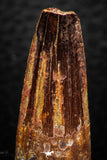 08159 - Nice 1.34 Inch Spinosaurus Dinosaur Tooth Cretaceous KemKem Beds