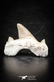 88704 - Super Rare Pathologically Deformed 1.74 Inch Otodus obliquus Shark Tooth