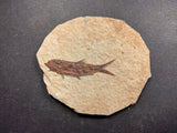 010029 - Nicely Preserved Knightia Fossil Fish Eocene Green River Fm, Wyoming (USA)