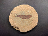 010030 - Nicely Preserved Knightia Fossil Fish Eocene Green River Fm, Wyoming (USA)