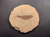 010030 - Nicely Preserved Knightia Fossil Fish Eocene Green River Fm, Wyoming (USA)