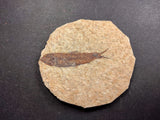 010031 - Nicely Preserved Knightia Fossil Fish Eocene Green River Fm, Wyoming (USA)