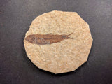 010031 - Nicely Preserved Knightia Fossil Fish Eocene Green River Fm, Wyoming (USA)