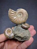 030016 - Superb Pyritized Association Quenstedtoceras + Mirosphinctes Middle Jurassic Russia