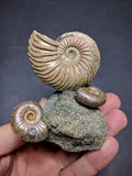030016 - Superb Pyritized Association Quenstedtoceras + Mirosphinctes Middle Jurassic Russia