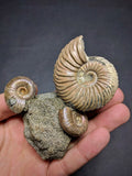 030016 - Superb Pyritized Association Quenstedtoceras + Mirosphinctes Middle Jurassic Russia