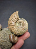 030016 - Superb Pyritized Association Quenstedtoceras + Mirosphinctes Middle Jurassic Russia