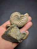 030016 - Superb Pyritized Association Quenstedtoceras + Mirosphinctes Middle Jurassic Russia