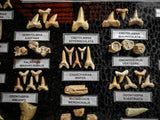 99037 - Fossil Shark Teeth Collection Display Box (Large) 40 - 65 Million Years