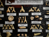 99038 - Fossil Shark Teeth Collection Display Box (Large) 40 - 65 Million Years