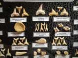 99039 - Fossil Shark Teeth Collection Display Box (Large) 40 - 65 Million Years