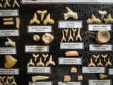 99040 - Fossil Shark Teeth Collection Display Box (Large) 40 - 65 Million Years