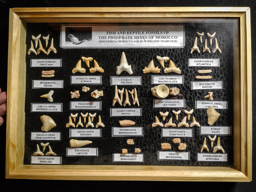 99041 - Fossil Shark Teeth Collection Display Box (Large) 40 - 65 Million Years