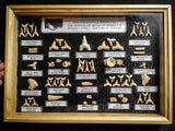 99041 - Fossil Shark Teeth Collection Display Box (Large) 40 - 65 Million Years