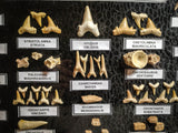 99041 - Fossil Shark Teeth Collection Display Box (Large) 40 - 65 Million Years