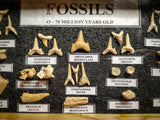 99043 - Fossil Shark Teeth Collection Display Box (Small) 40 - 65 Million Years