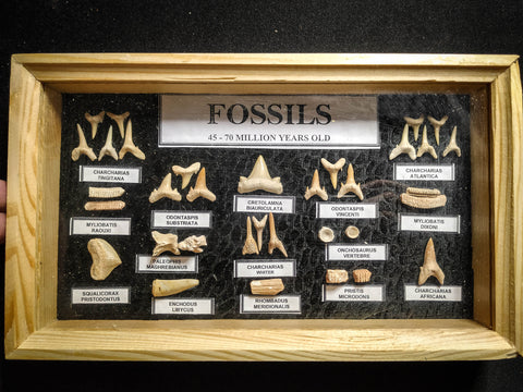 99044 - Fossil Shark Teeth Collection Display Box (Small) 40 - 65 Million Years