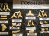 99044 - Fossil Shark Teeth Collection Display Box (Small) 40 - 65 Million Years