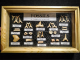 99045 - Fossil Shark Teeth Collection Display Box (Small) 40 - 65 Million Years