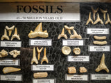 99045 - Fossil Shark Teeth Collection Display Box (Small) 40 - 65 Million Years