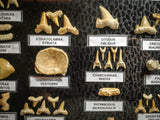99047 - Fossil Shark Teeth Collection Display Box (Large) 40 - 65 Million Years