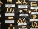 99047 - Fossil Shark Teeth Collection Display Box (Large) 40 - 65 Million Years