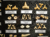 99049 - Fossil Shark Teeth Collection Display Box (Large) 40 - 65 Million Years