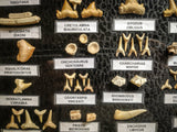 99049 - Fossil Shark Teeth Collection Display Box (Large) 40 - 65 Million Years