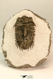 30850 - Beautiful Bug Eyed 1.96 Inch Coltraneia effelesa Middle Devonian